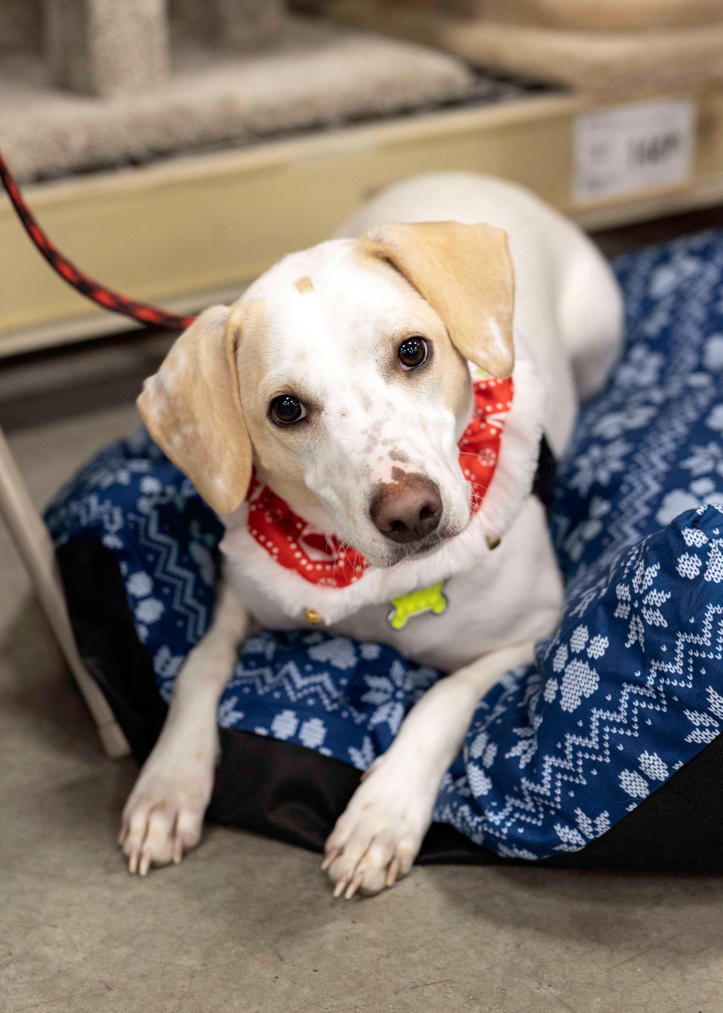 Enlarge Comet, a Adoptable Chihuahua in West Richland, WA image 1/6