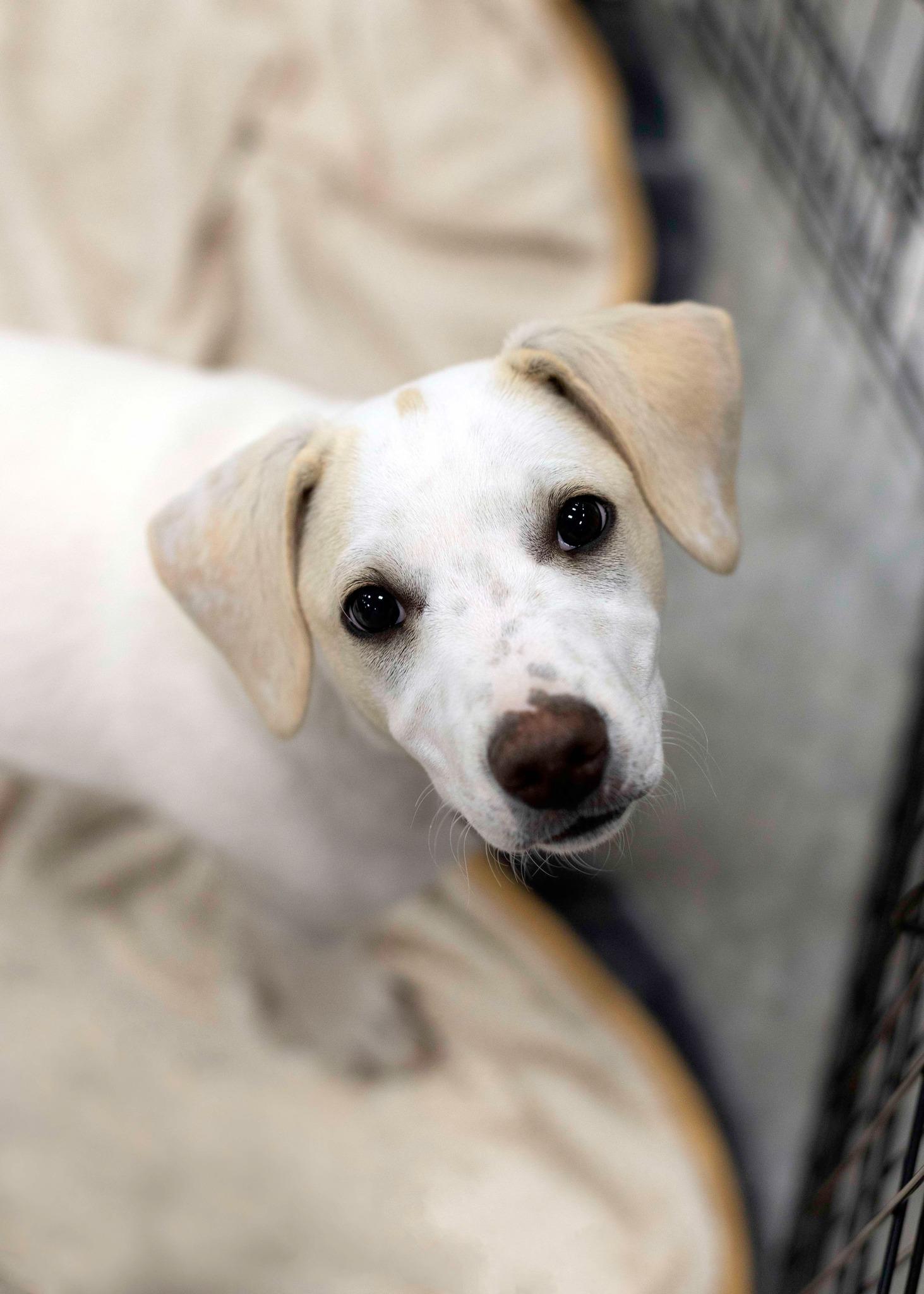 Enlarge Comet, a Adoptable Chihuahua in West Richland, WA image 6/6