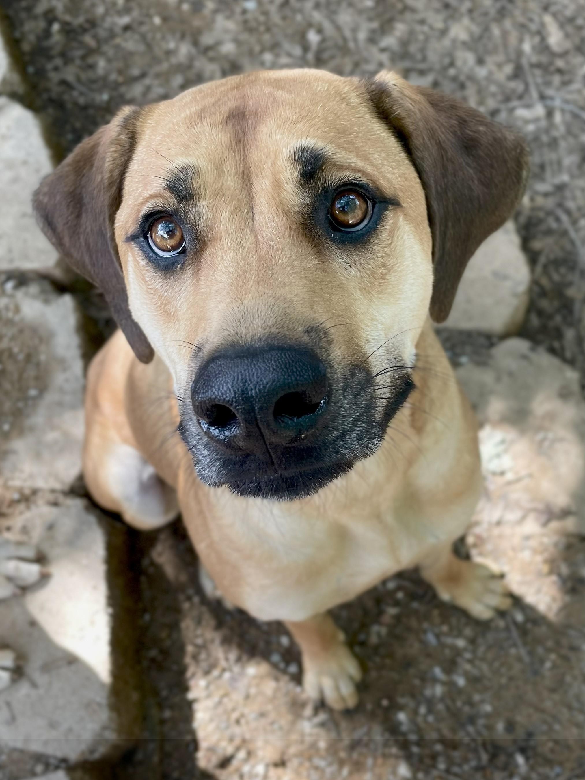 Keira, a Adoptable mixed breed in Paradise, TX image 2/4