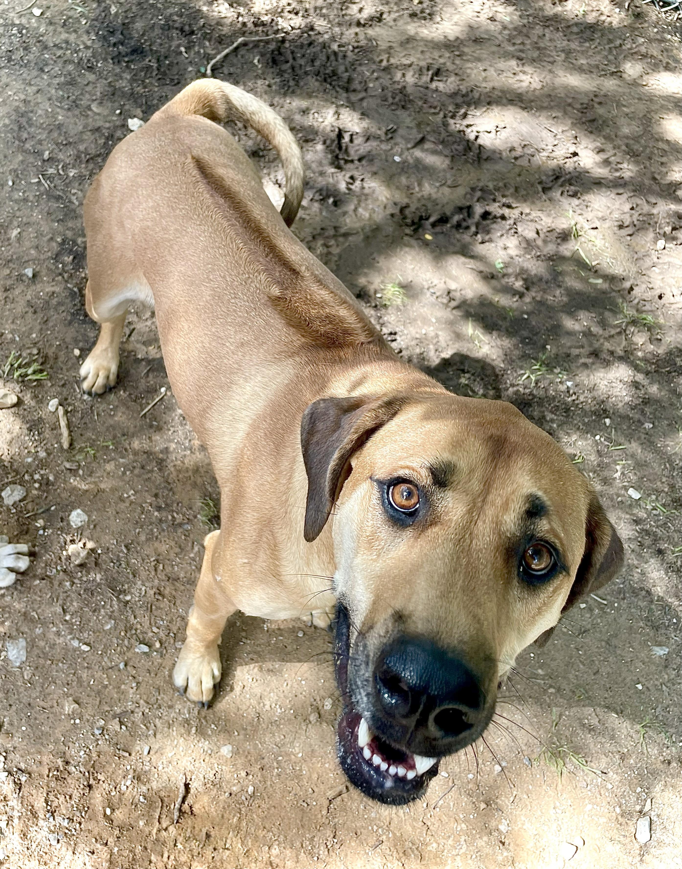 Keira, a Adoptable mixed breed in Paradise, TX image 4/4