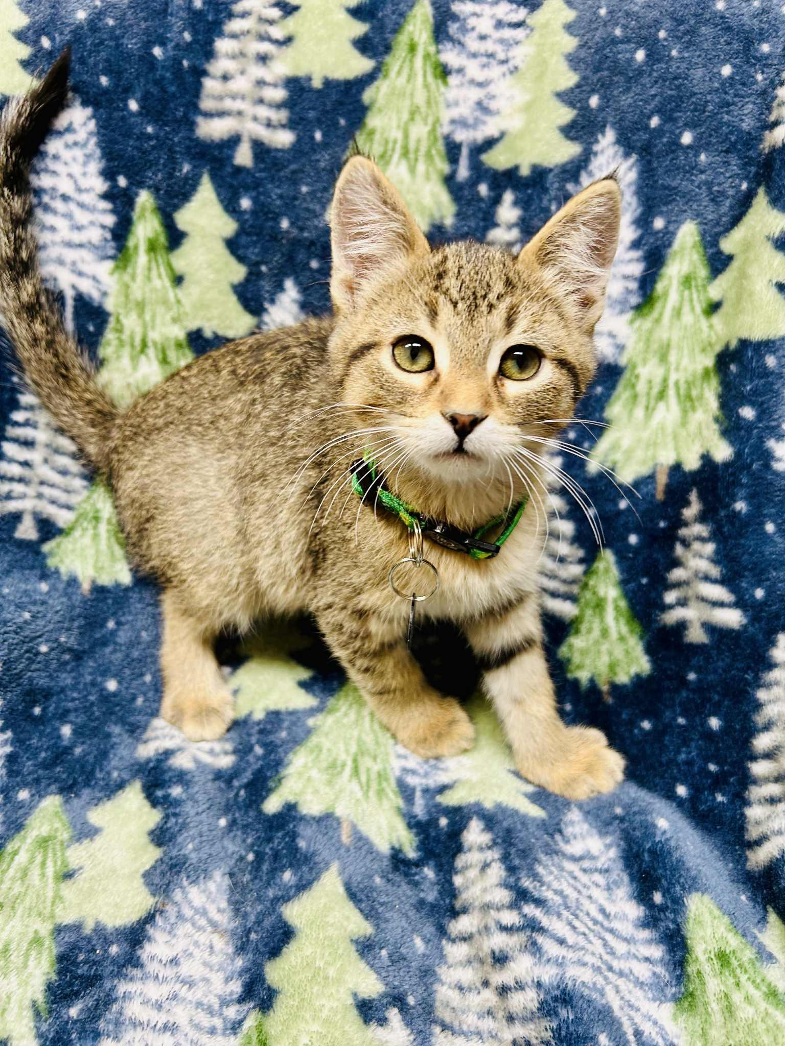 Enlarge Dasher, a ADOPTABLE Domestic Short Hair in Alexandria, MN image 1/3