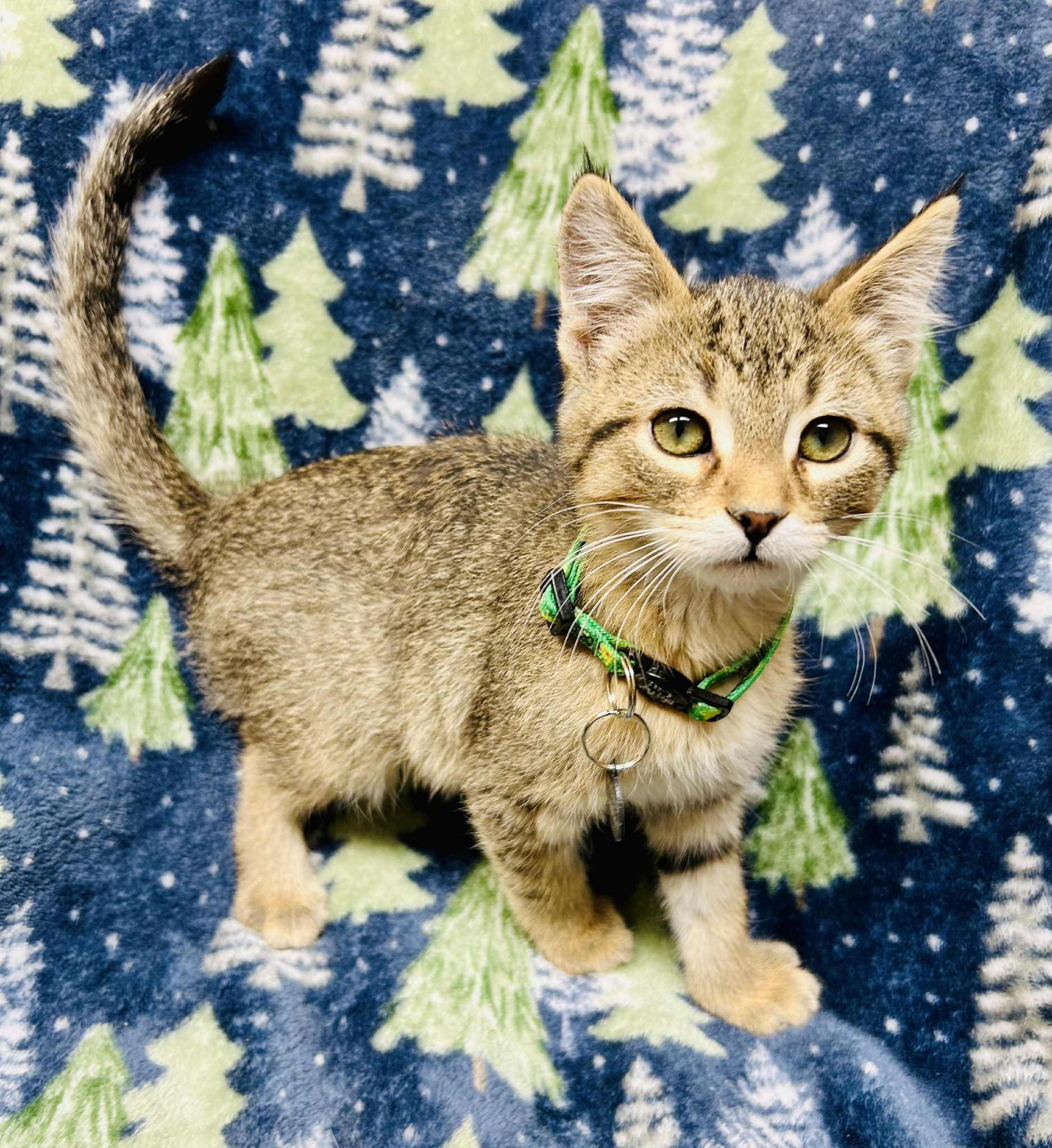 Enlarge Dasher, a ADOPTABLE Domestic Short Hair in Alexandria, MN image 2/3