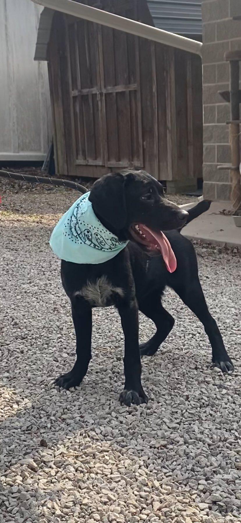 Enlarge Diamond, a Adoptable mixed breed in Frenchburg, KY image 1/3