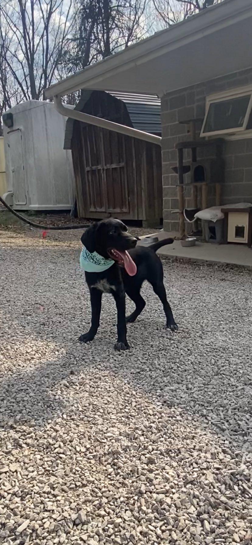 Diamond, Adoptable, Young Female Labrador Retriever & Hound.