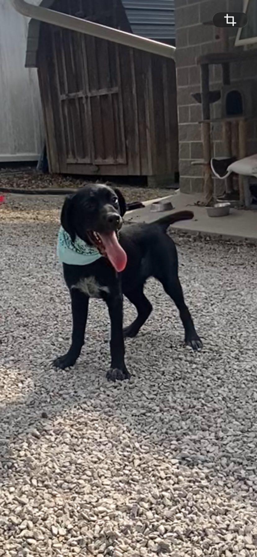 Enlarge Diamond, a Adoptable mixed breed in Frenchburg, KY image 3/3