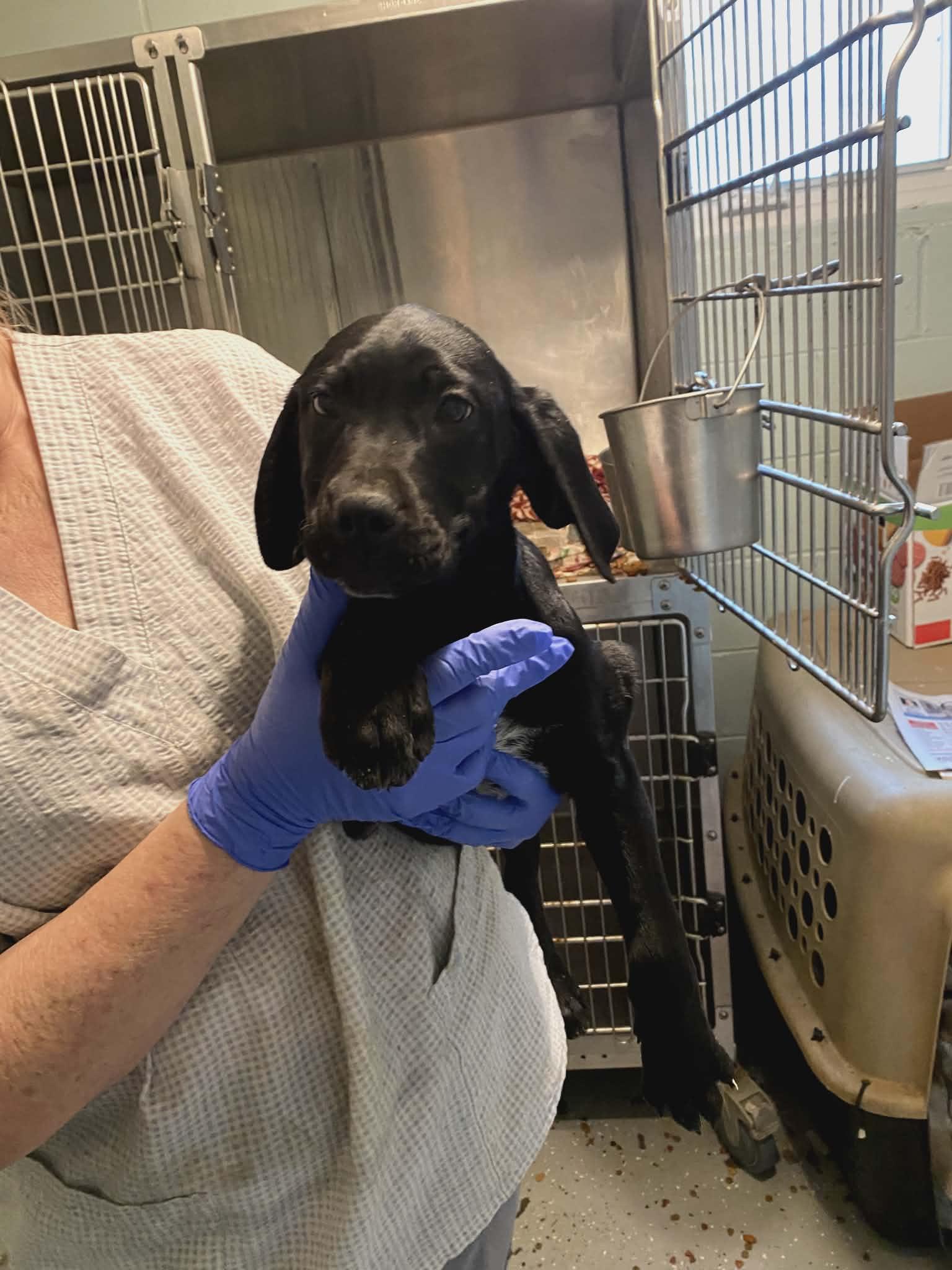 Diamond, Adoptable, Young Female Labrador Retriever & Hound.