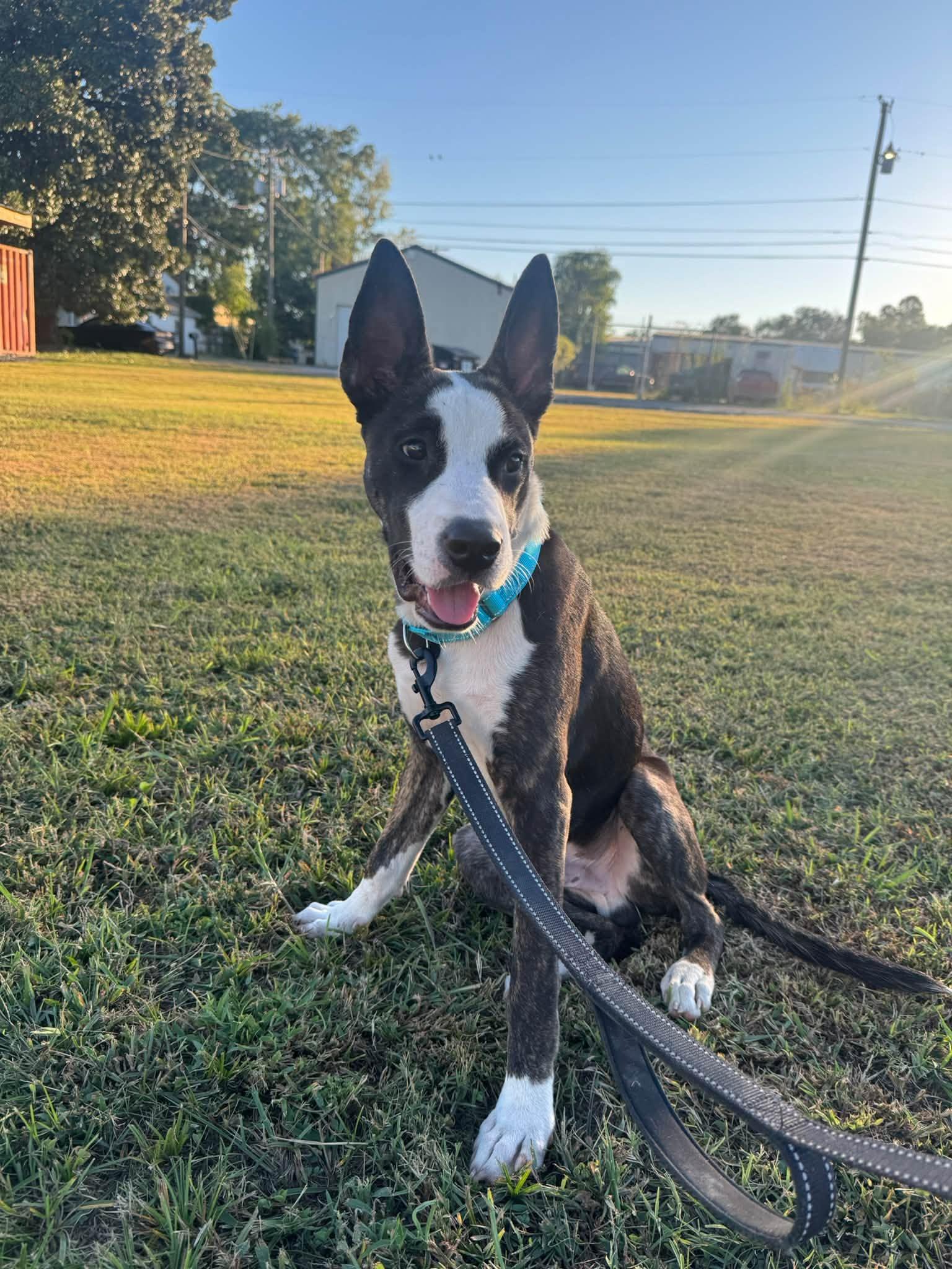 Enlarge Bowie, a Adopted mixed breed in Huntsville, AL image 4/4