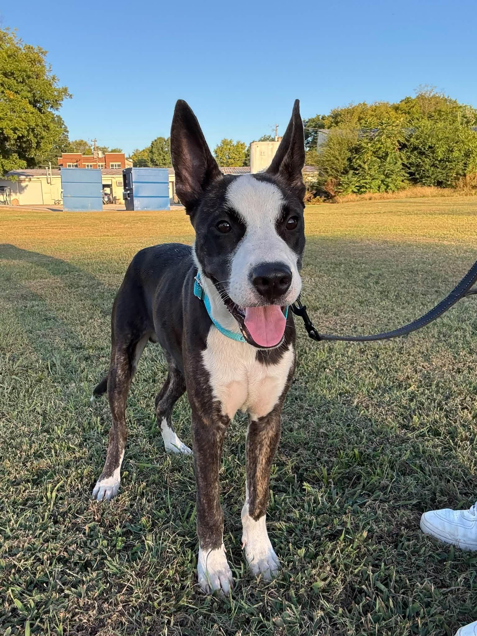 Bowie, Adopted, Puppy Male Mixed Breed.