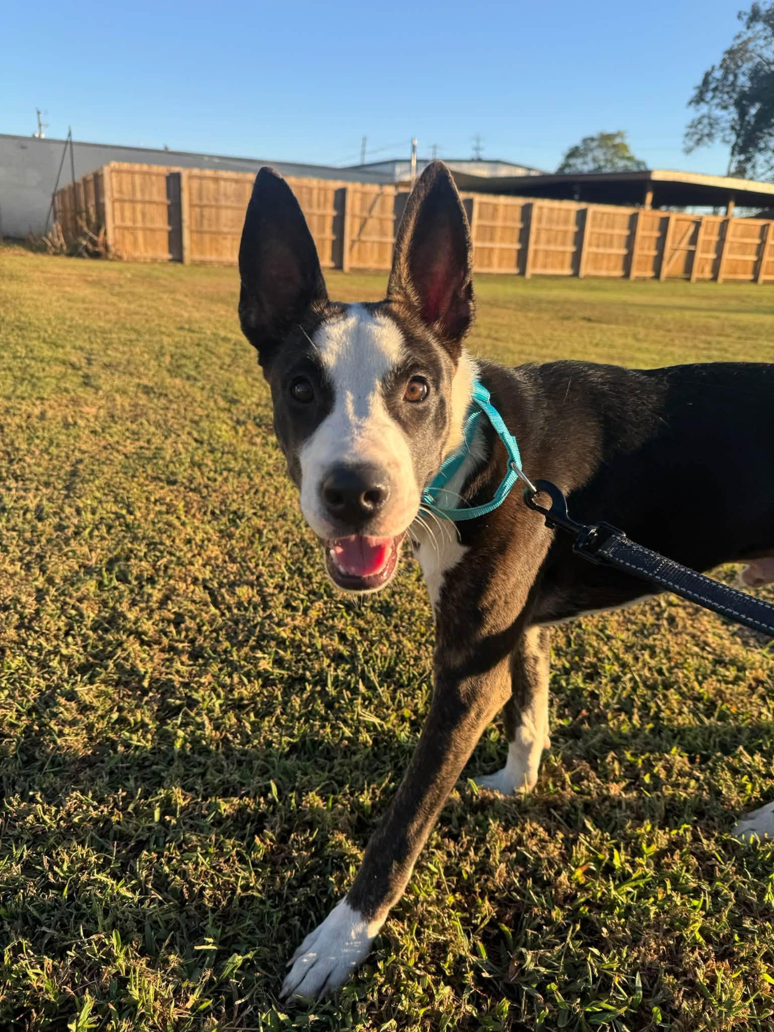 Enlarge Bowie, a Adopted mixed breed in Huntsville, AL image 2/4