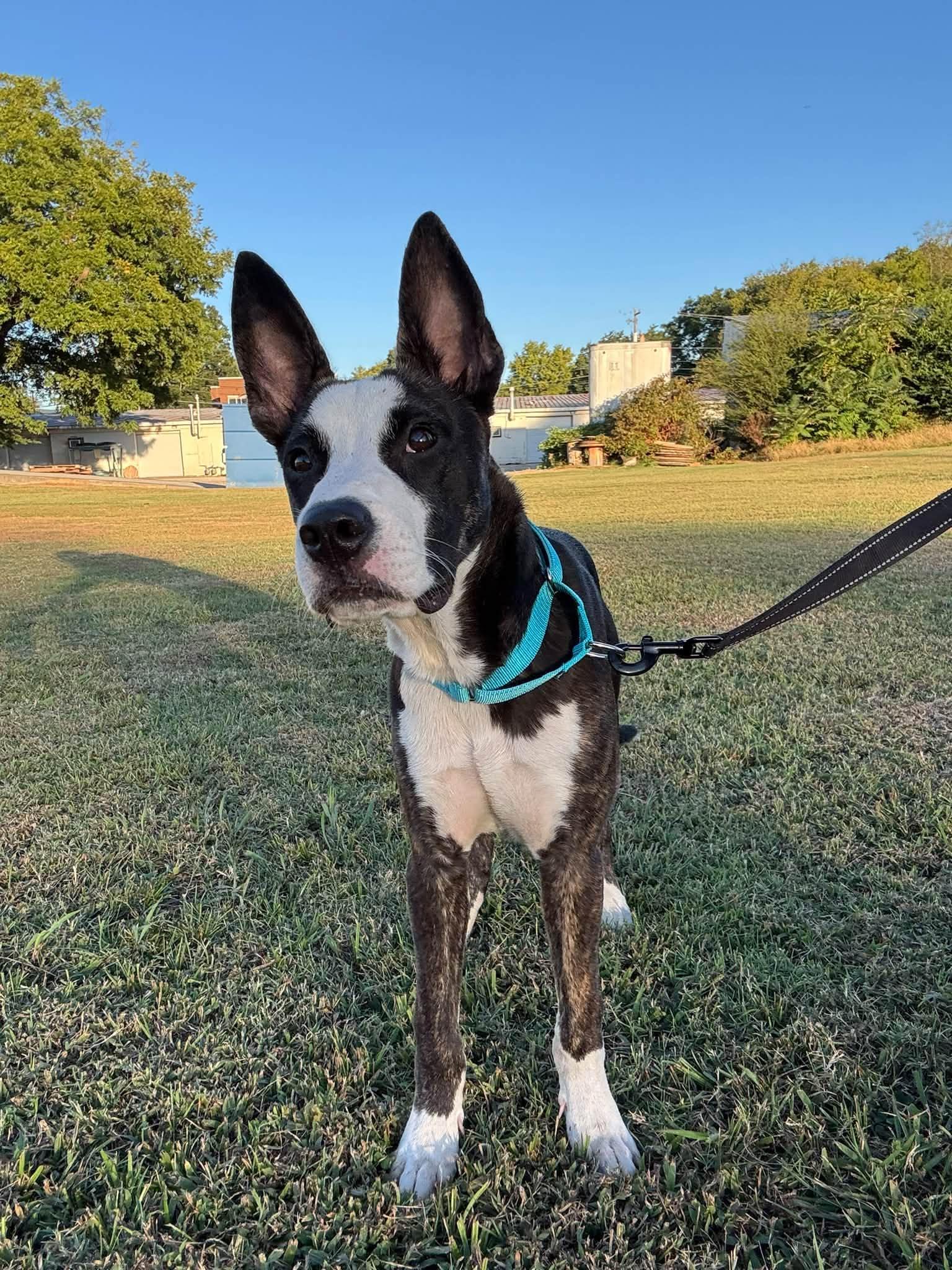 Enlarge Bowie, a Adopted mixed breed in Huntsville, AL image 3/4