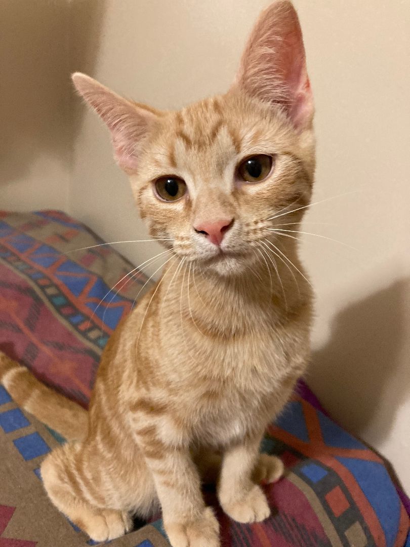 ZARI, Adoptable, Kitten Female Domestic Short Hair.