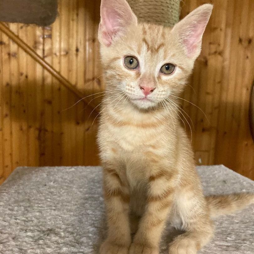 Enlarge ZARI, a Adoptable mixed breed in Watkinsville, GA image 2/4