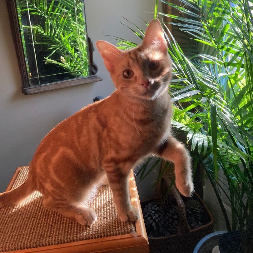 Enlarge ZARI, a Adoptable mixed breed in Watkinsville, GA image 3/4