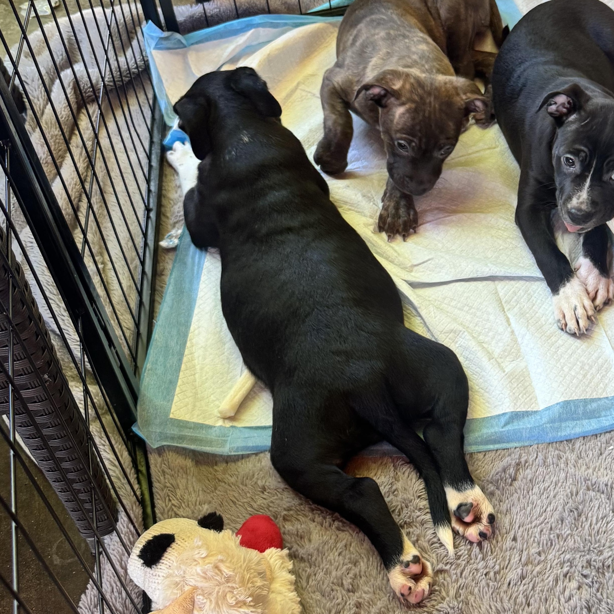 Princess, a ADOPTABLE mixed breed in Lincoln, CA image 3/3