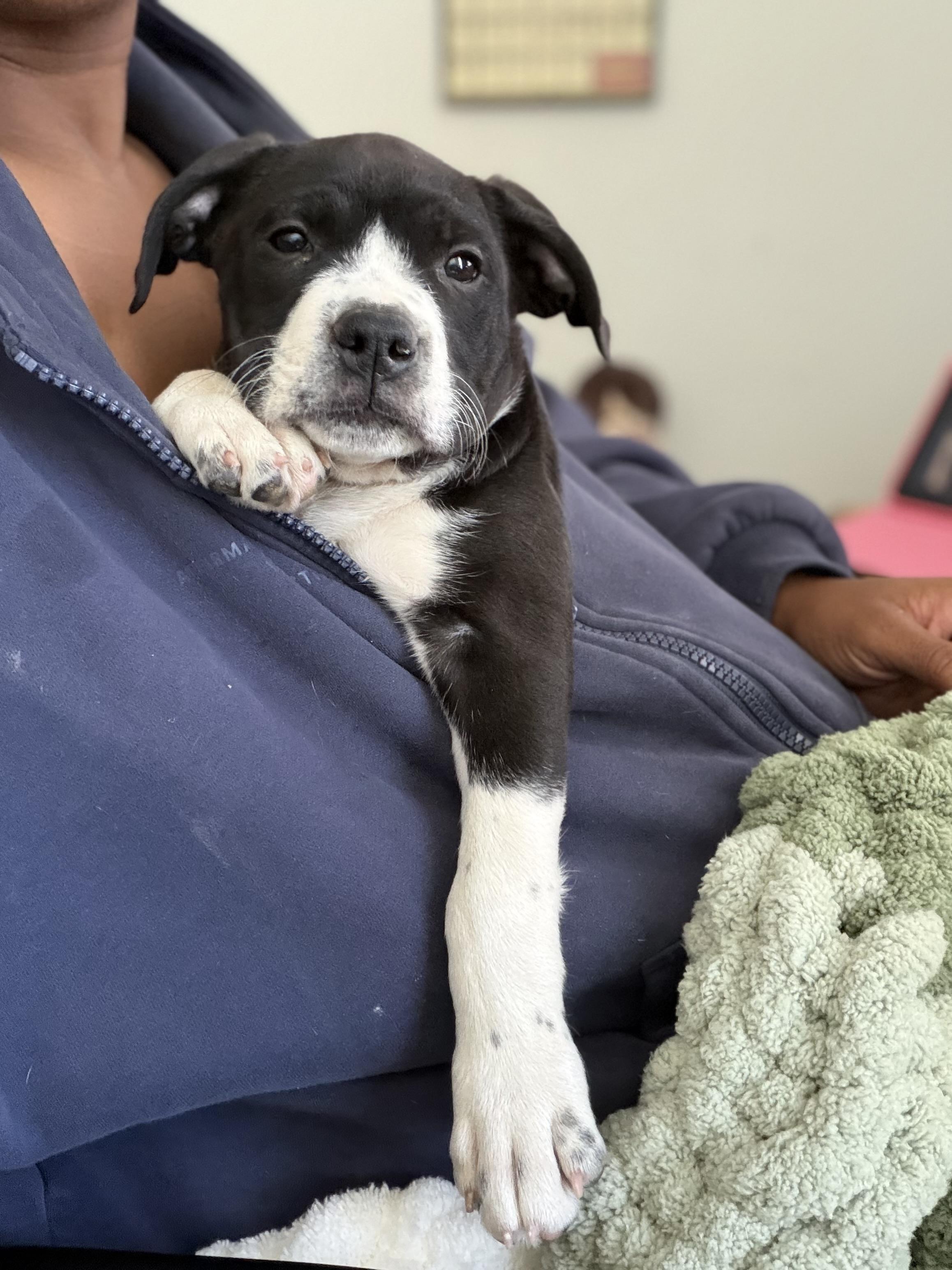 Princess, a ADOPTABLE mixed breed in Lincoln, CA image 2/3