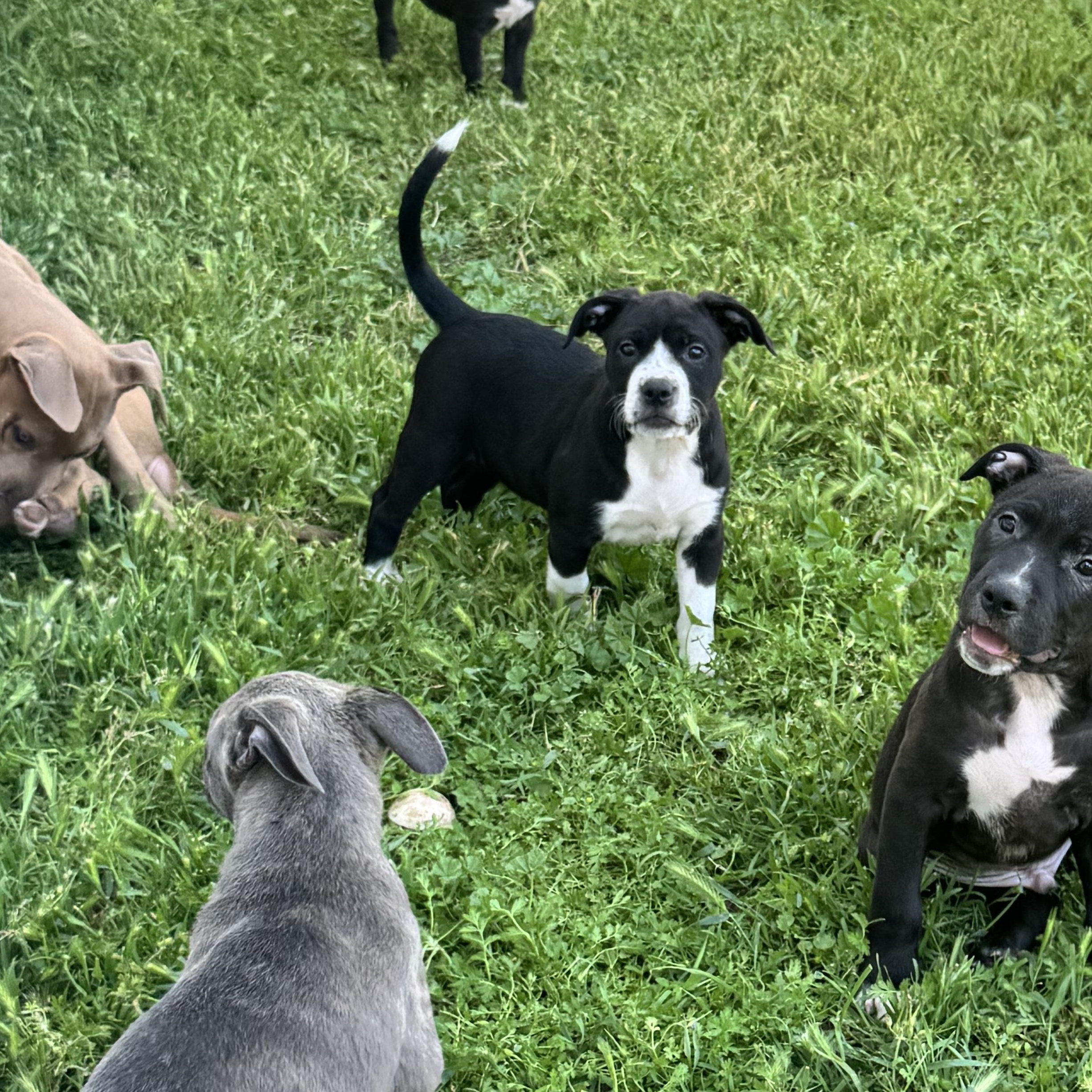 Princess, ADOPTABLE, Puppy Female Pit Bull Terrier.