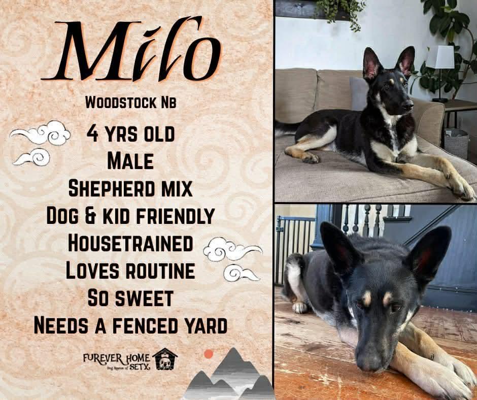 Milo, Adoptable, Adult Male Shepherd.