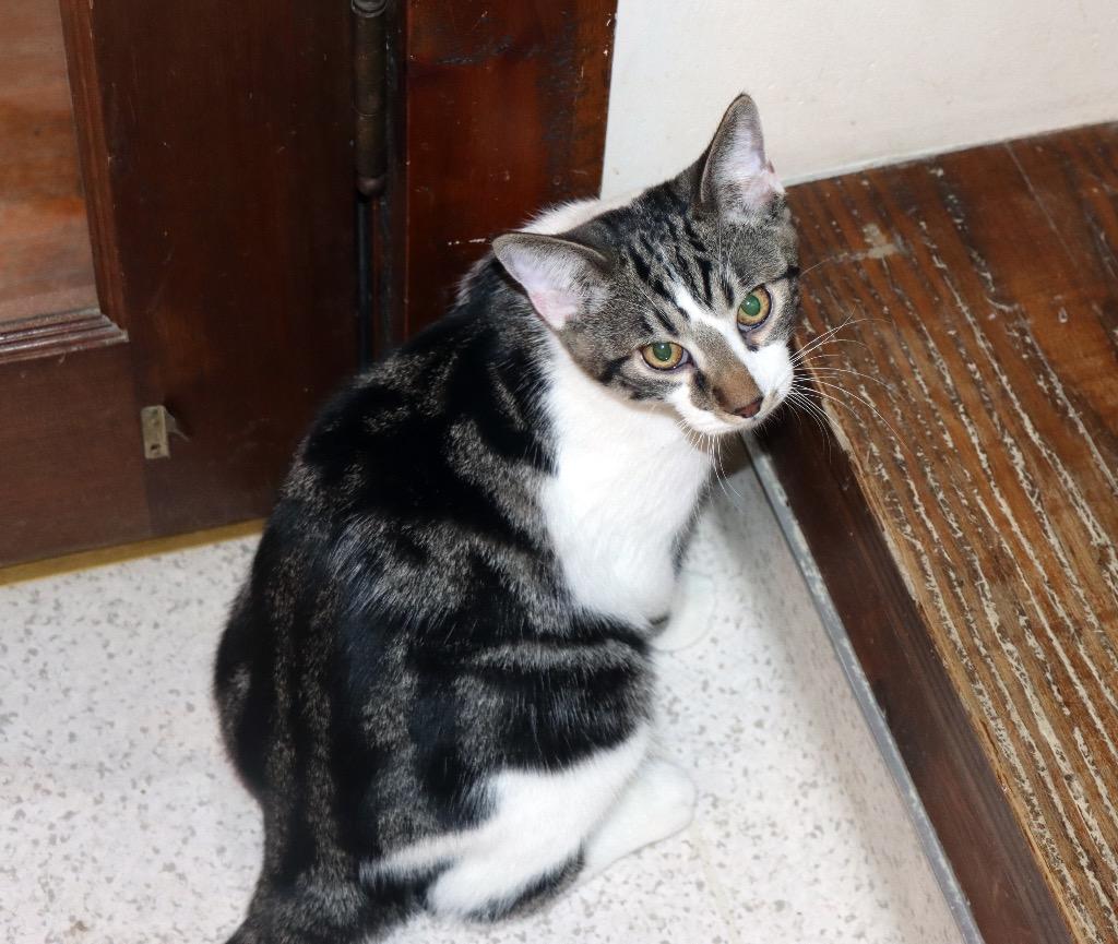 Enlarge Banquet, an adopted Domestic Short Hair in House Springs, MO image 1/1