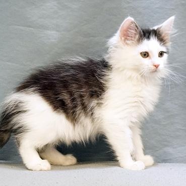 Boone, Adoptable, Kitten Male Domestic Medium Hair.
