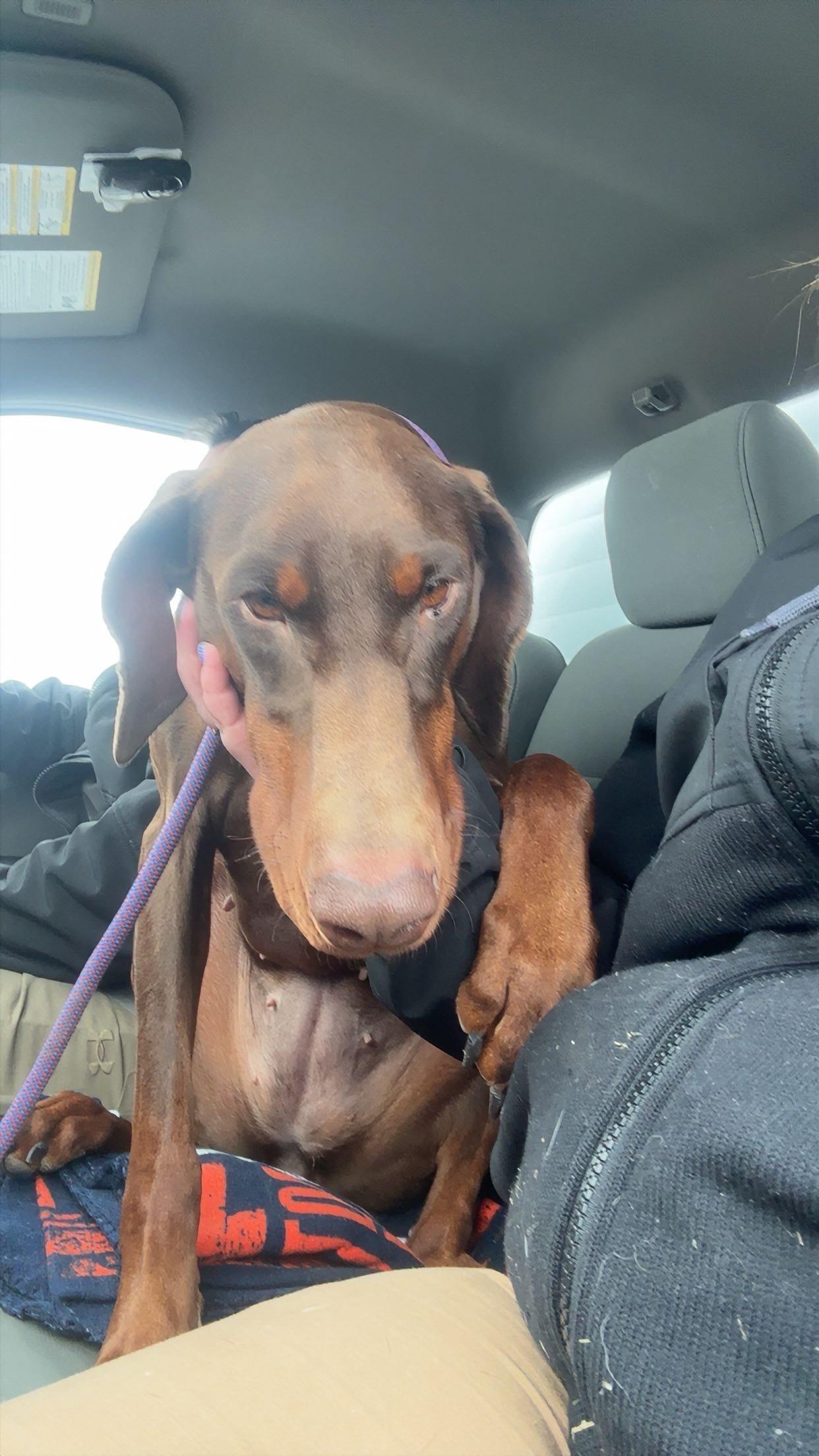 Macey, ADOPTABLE, Adult Female Doberman Pinscher.