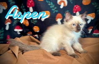Aspen, Adopted, Kitten Male Domestic Long Hair & Siamese.