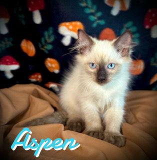 Enlarge Aspen, a Adopted mixed breed in Pleasanton, TX image 2/2