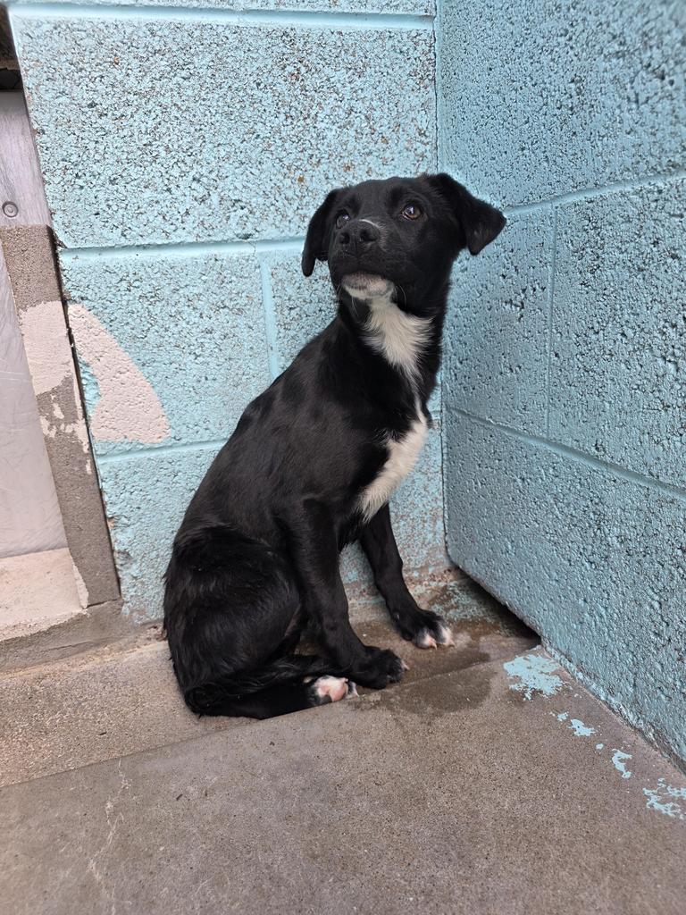 Enlarge Kindle, a Adoptable mixed breed in Holbrook, AZ image 1/1