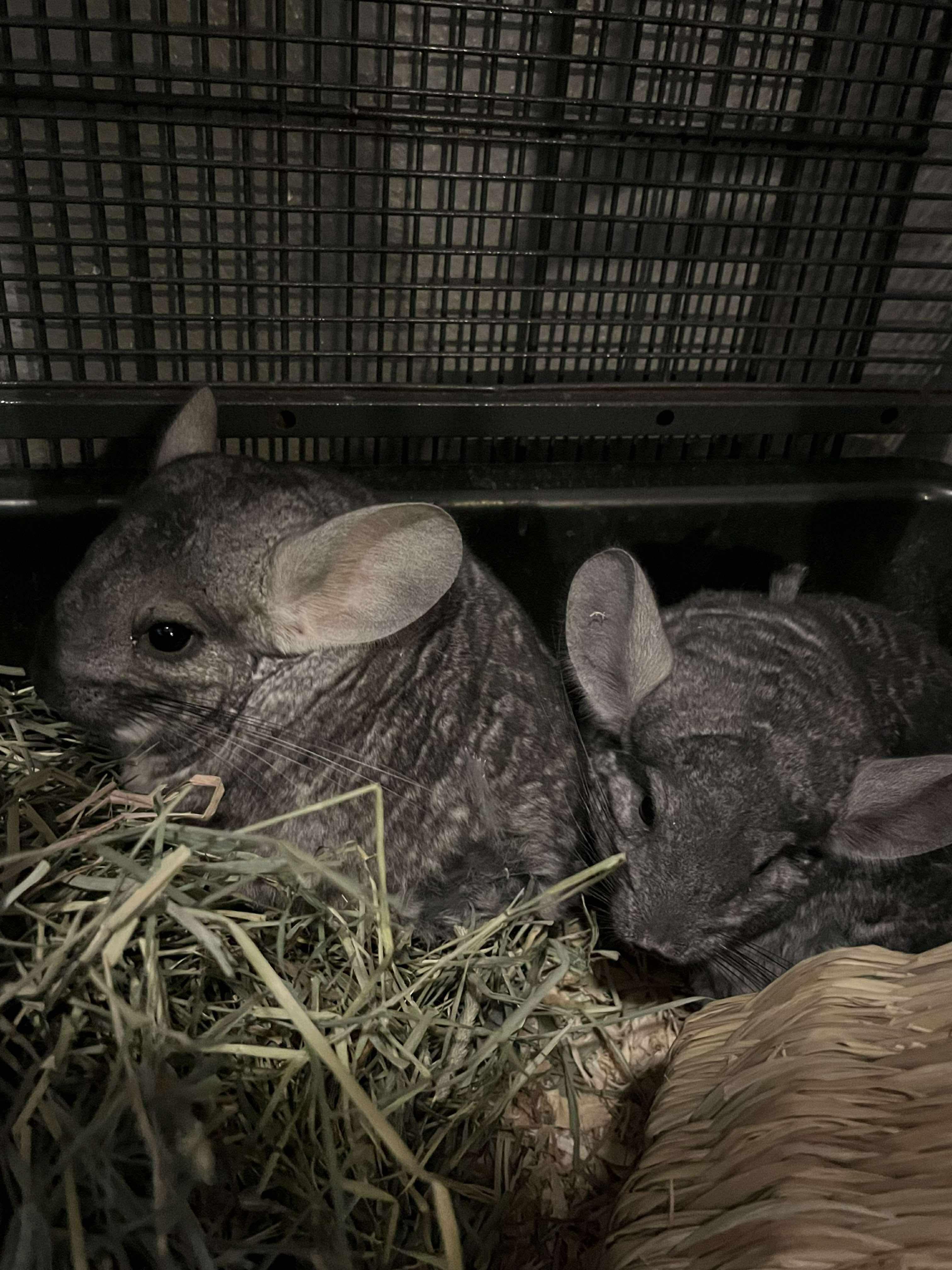 Enlarge Betty & Boop, a ADOPTABLE Chinchilla in Eugene, OR image 1/1