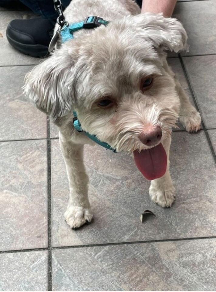 Spud in FL - Adoption Pending, Adoptable, Adult Male Havanese.