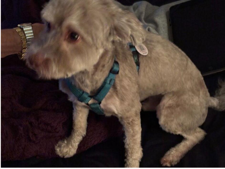 Enlarge Spud in FL - Adoption Pending, a Adoptable Havanese in Wilton Manors, FL image 3/3