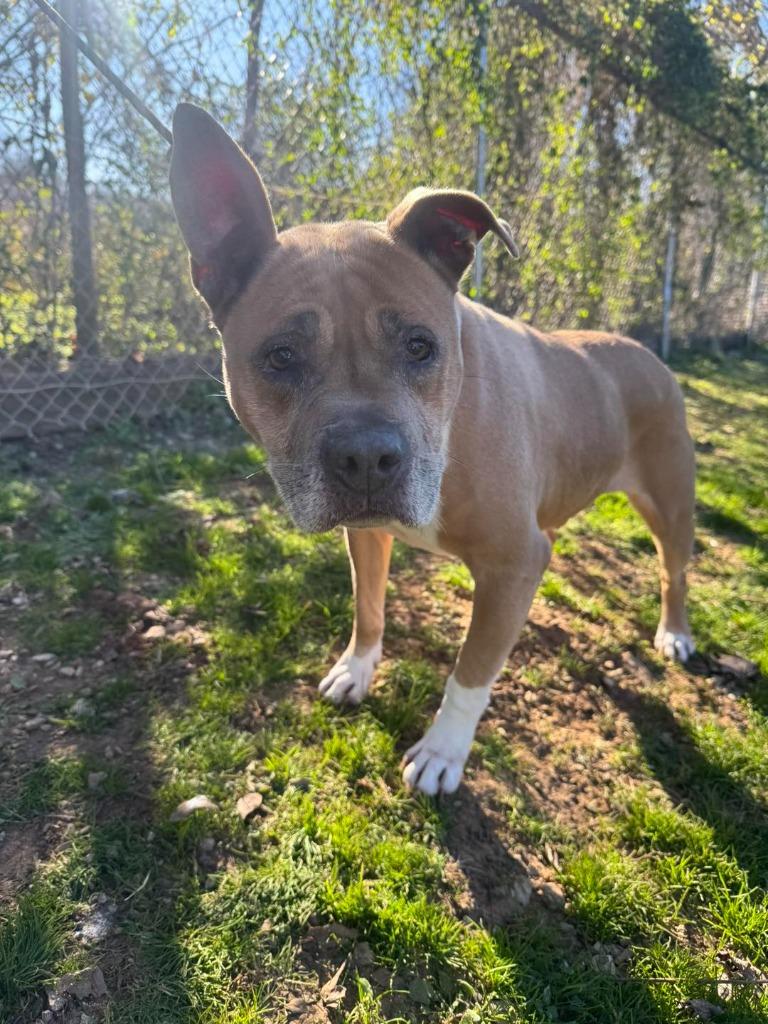 Sissy, Adoptable, Adult Female Boxer & Mixed Breed.