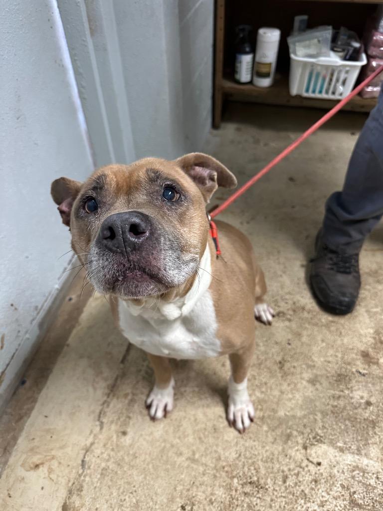 Sissy, a Adoptable mixed breed in Russellville, KY image 2/4