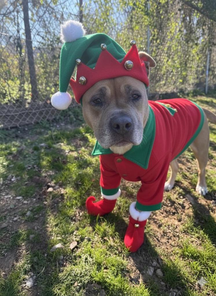 Sissy, a Adoptable mixed breed in Russellville, KY image 3/4