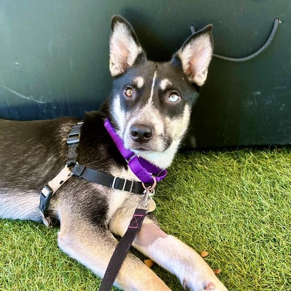 Yukon, Adoptable, Young Male Siberian Husky.