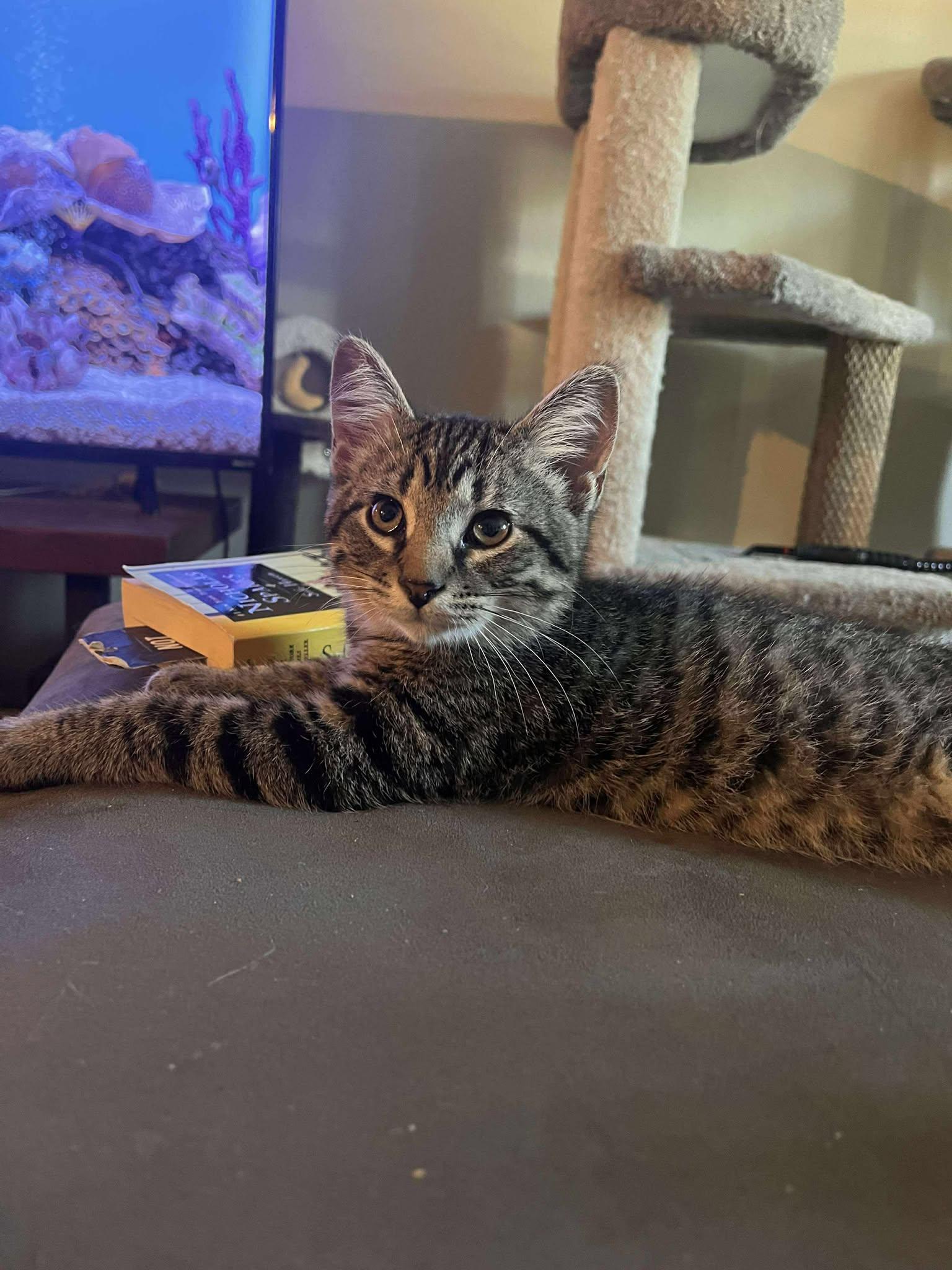 THEODORE