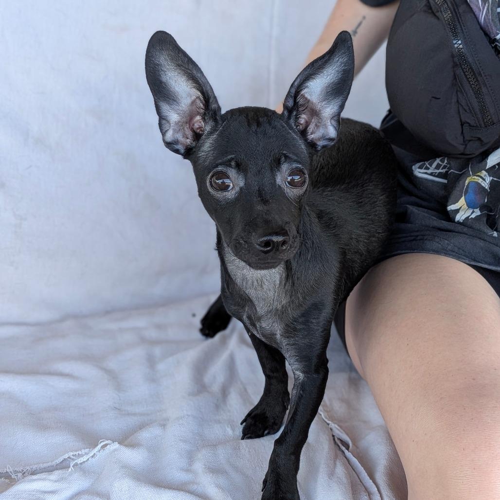 Enlarge Tinker Bell, a Adoptable Dachshund in Chico, CA image 3/6