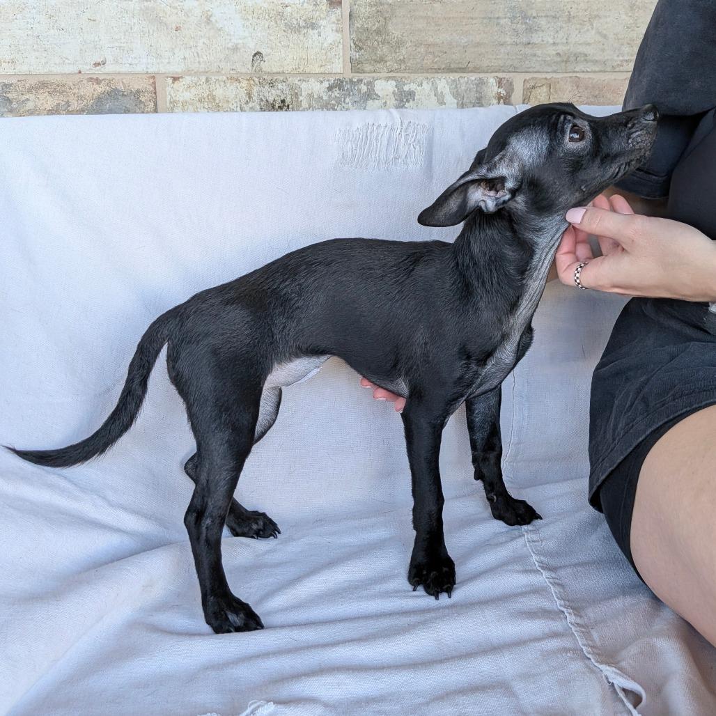 Enlarge Tinker Bell, a Adoptable Dachshund in Chico, CA image 4/6