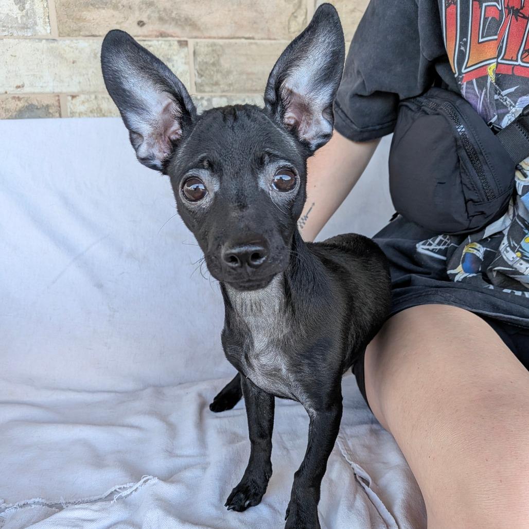 Enlarge Tinker Bell, a Adoptable Dachshund in Chico, CA image 6/6
