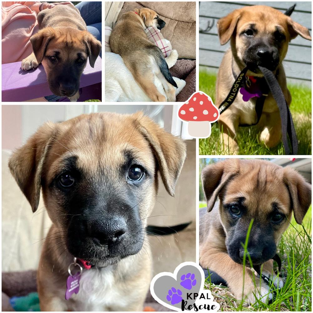 Enlarge Button - Mushroom Litter, a Adoptable mixed breed in Kenai, AK image 1/1