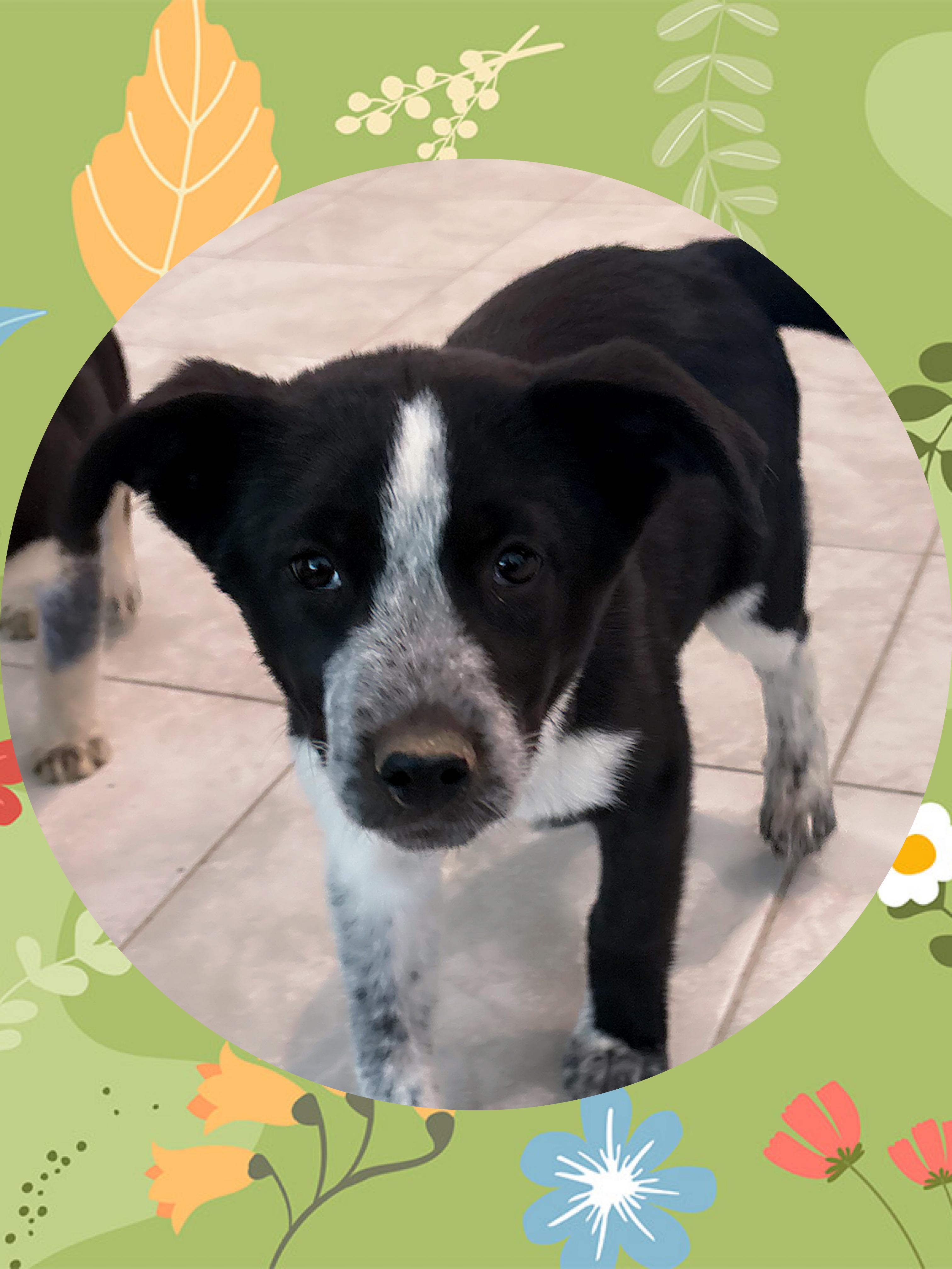 Too Cute TREVOR, a ADOPTABLE mixed breed in Chandler, AZ image 3/3