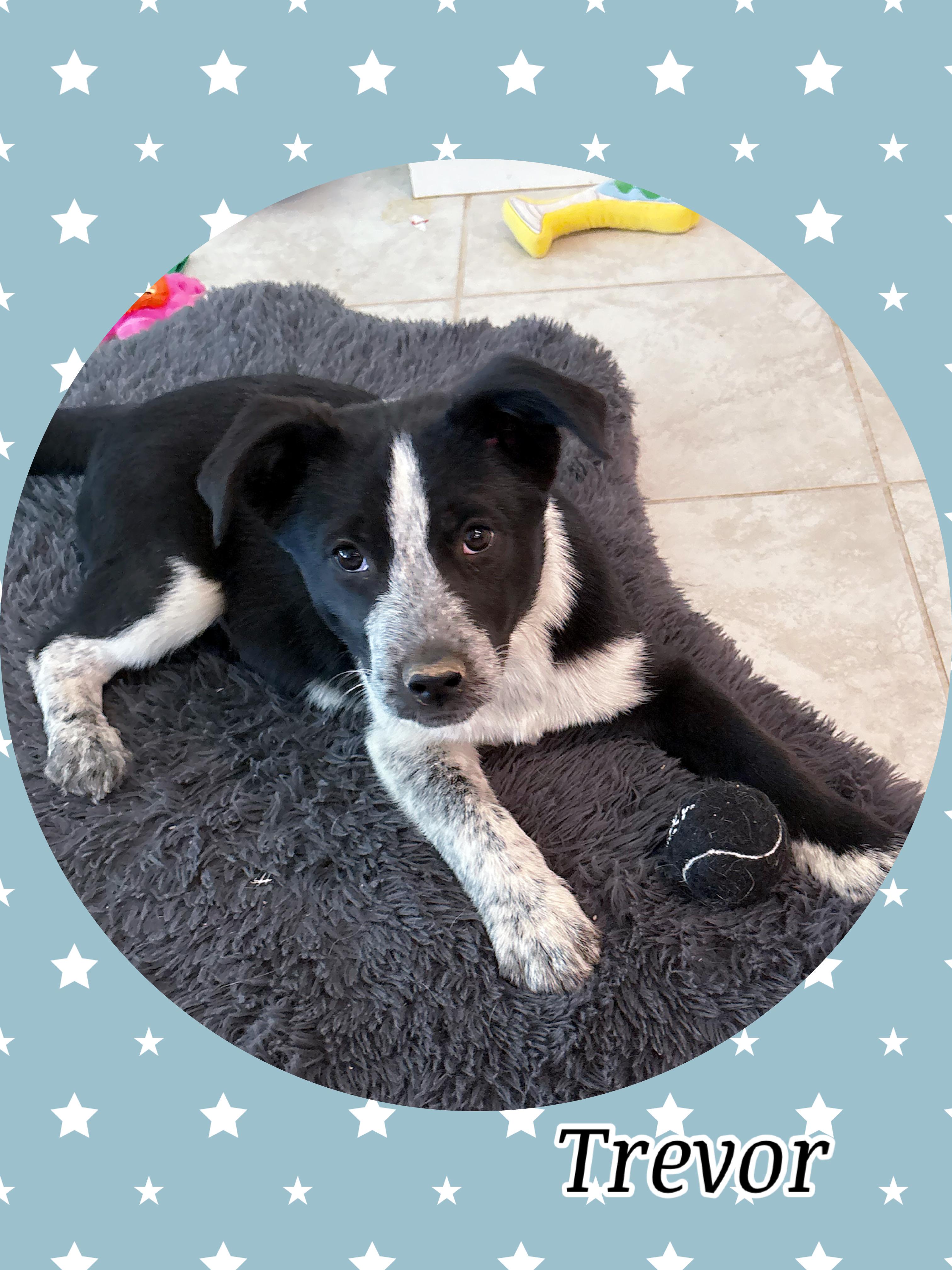 Too Cute TREVOR, ADOPTABLE, Young Male Cattle Dog & Australian Cattle Dog / Blue Heeler.