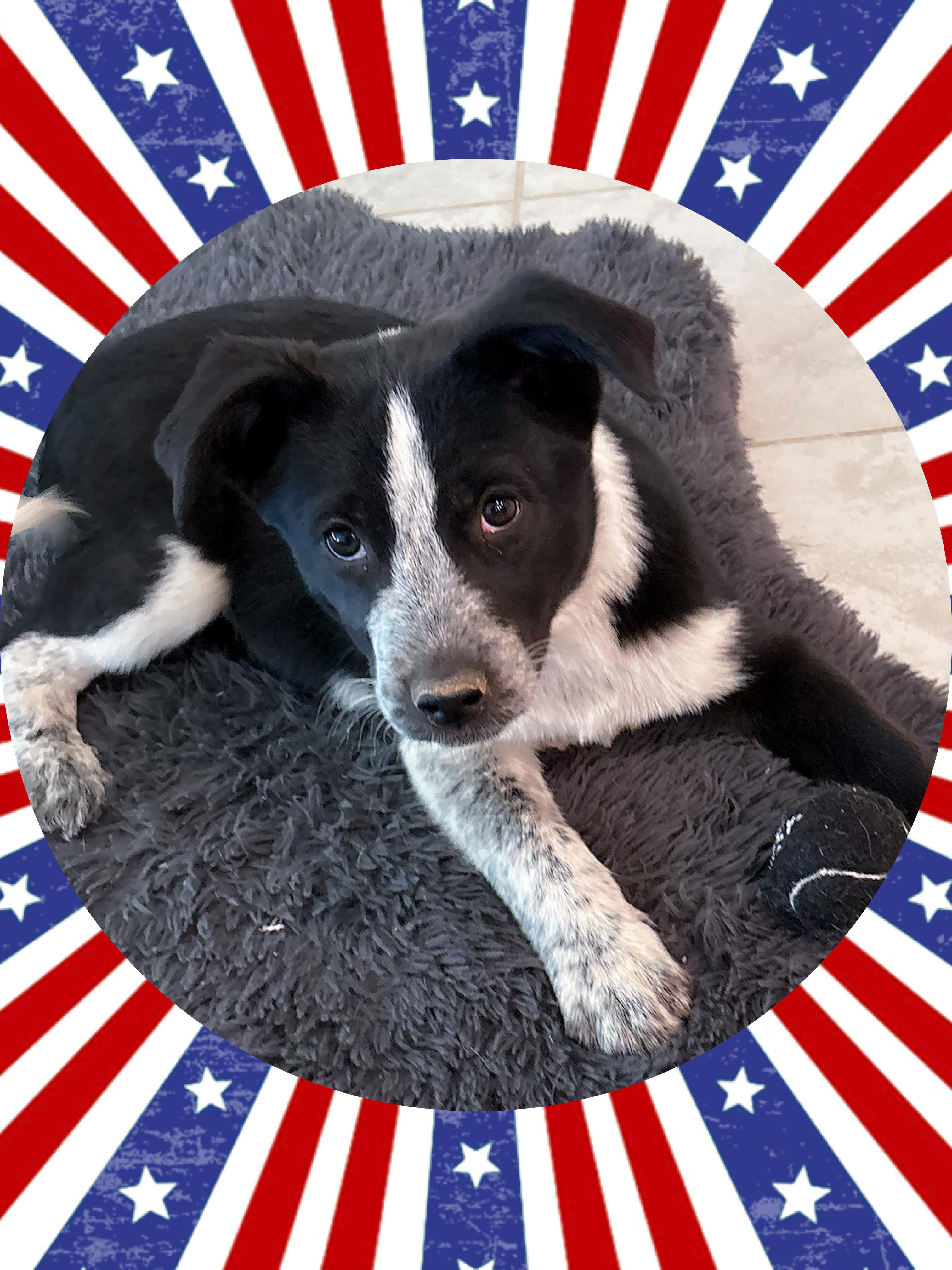 Too Cute TREVOR, a ADOPTABLE mixed breed in Chandler, AZ image 2/3