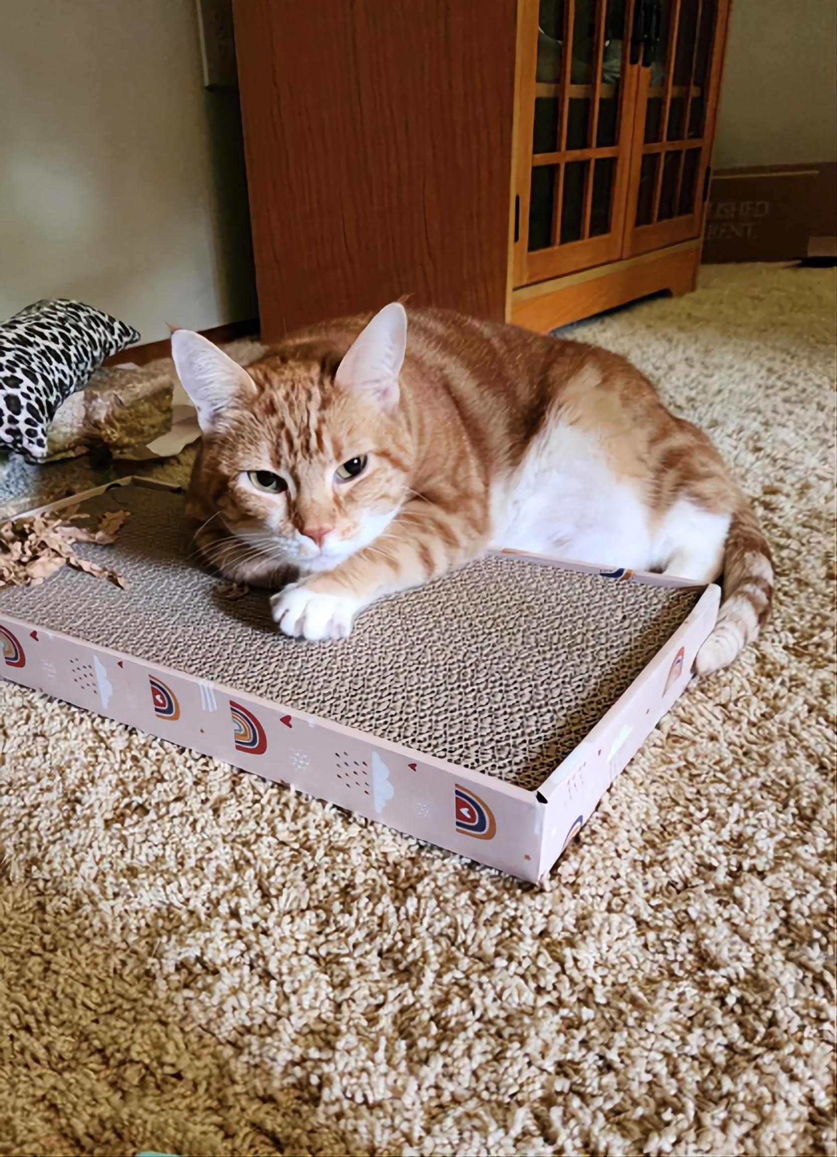 Downey (available from foster)
