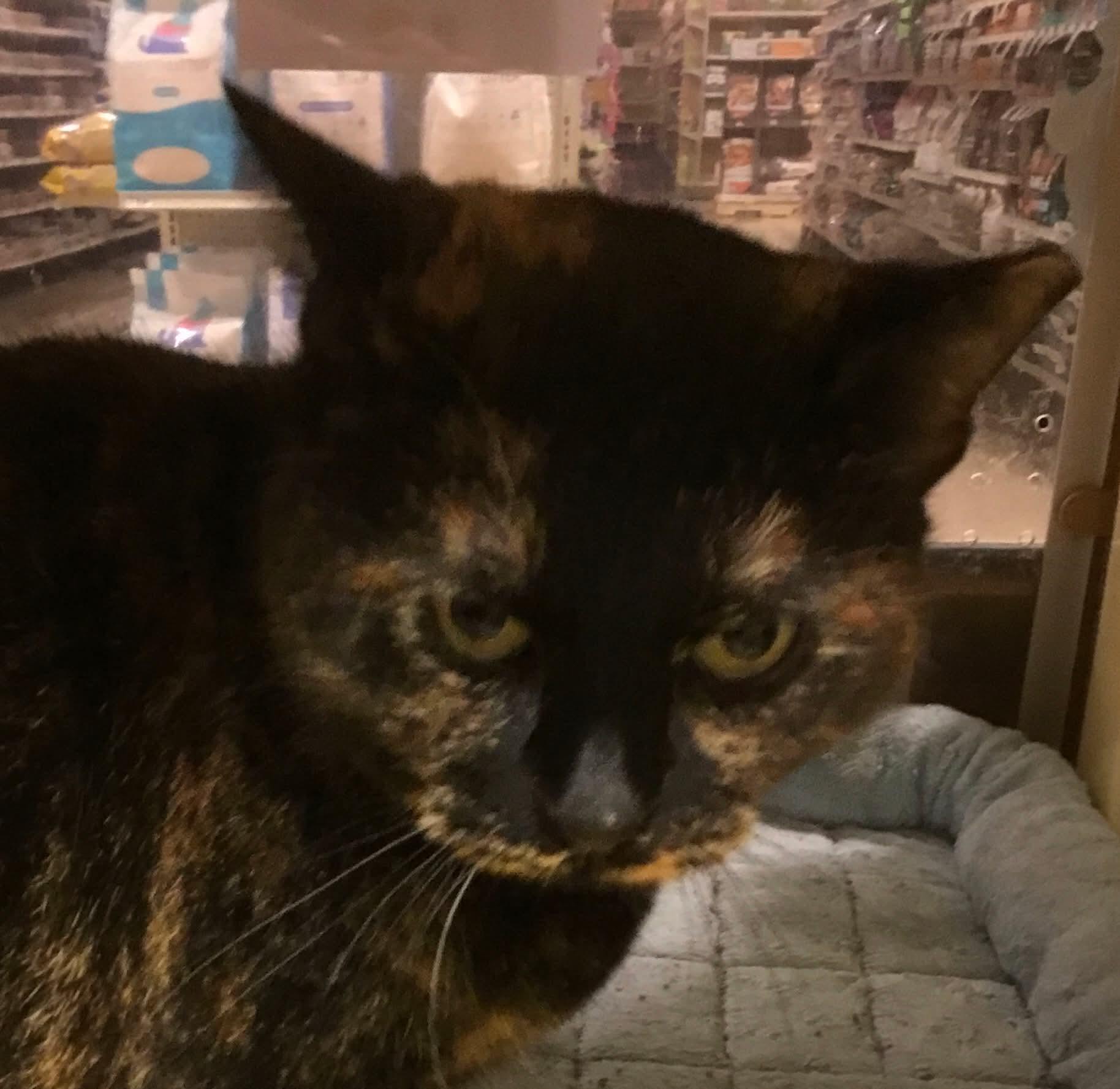 Sassy, ADOPTABLE, Adult Female Domestic Short Hair.