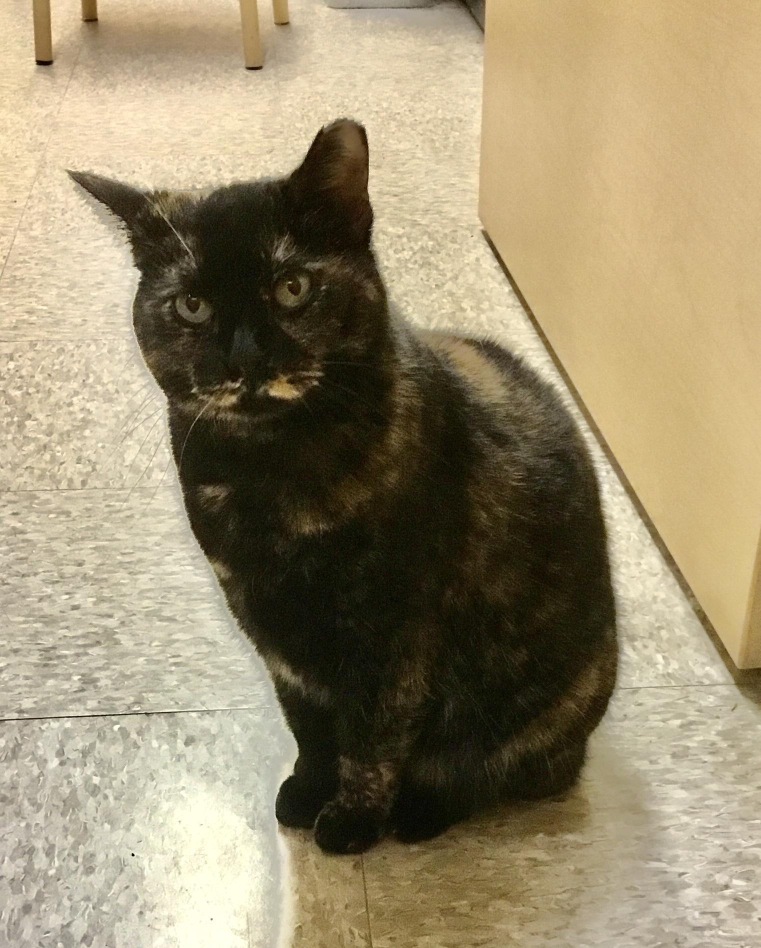 Sassy, ADOPTABLE, Adult Female Domestic Short Hair.