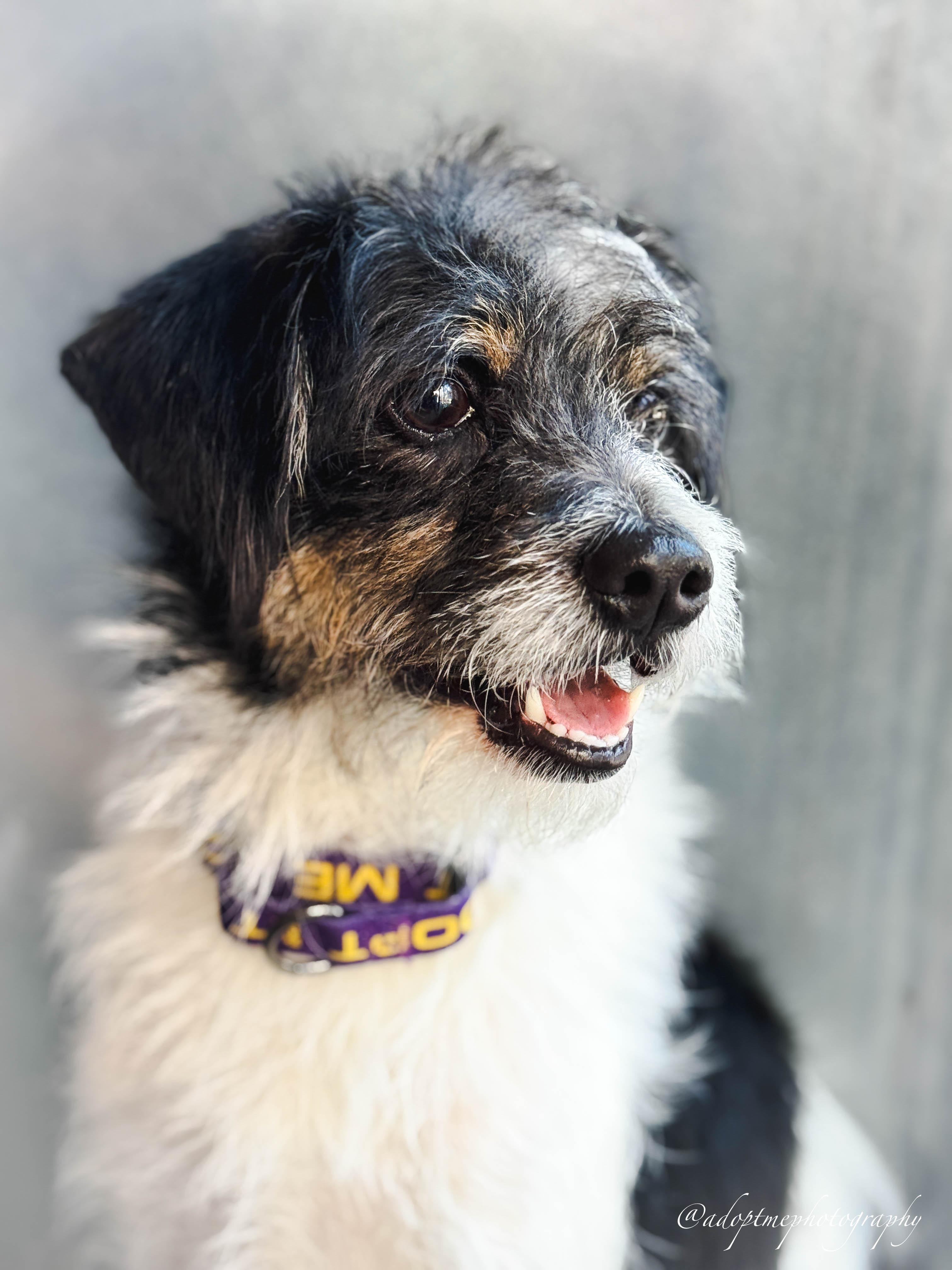 Enlarge Jimmy, a Adoptable mixed breed in San Pedro, CA image 4/6