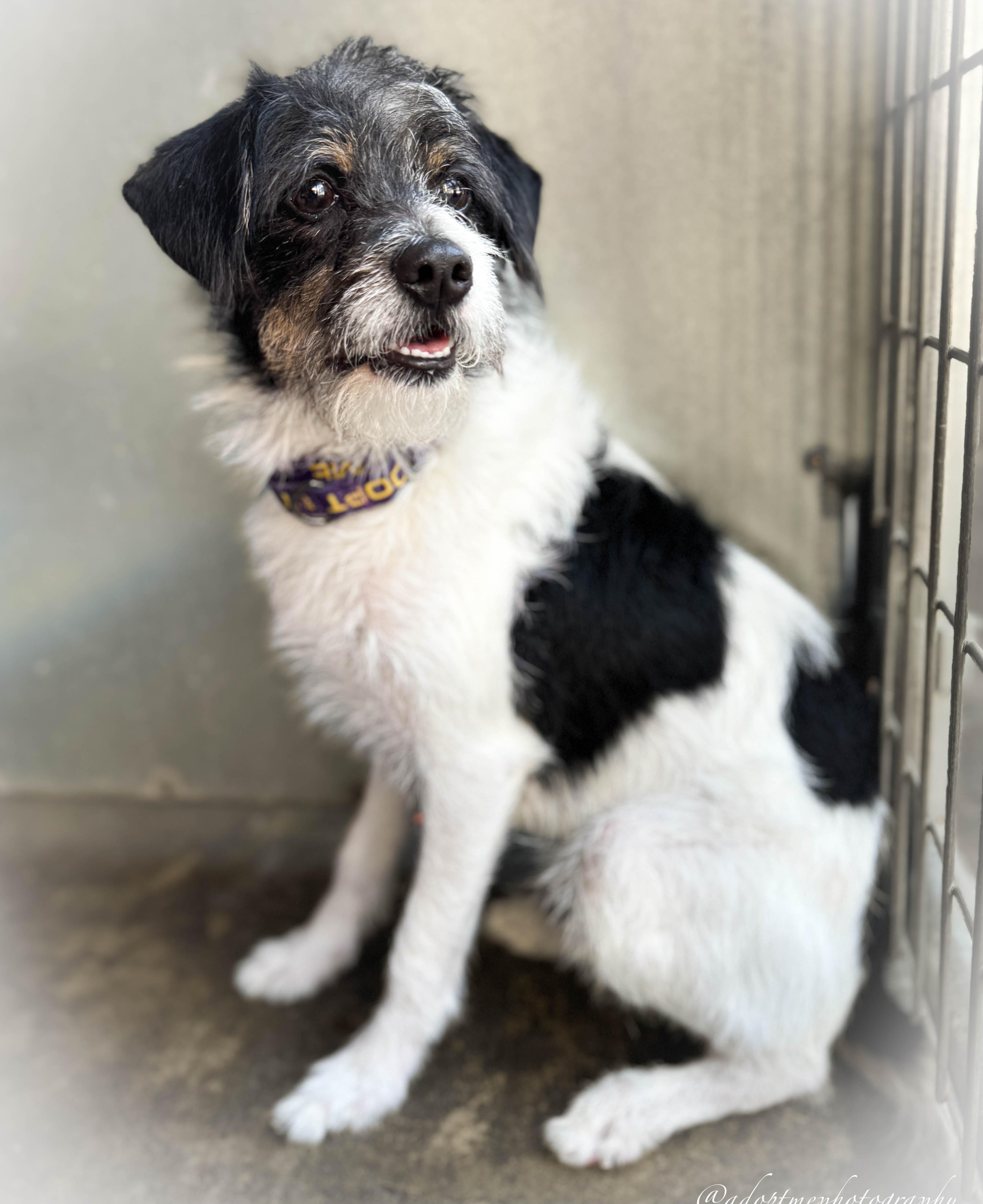 Enlarge Jimmy, a Adoptable mixed breed in San Pedro, CA image 3/6