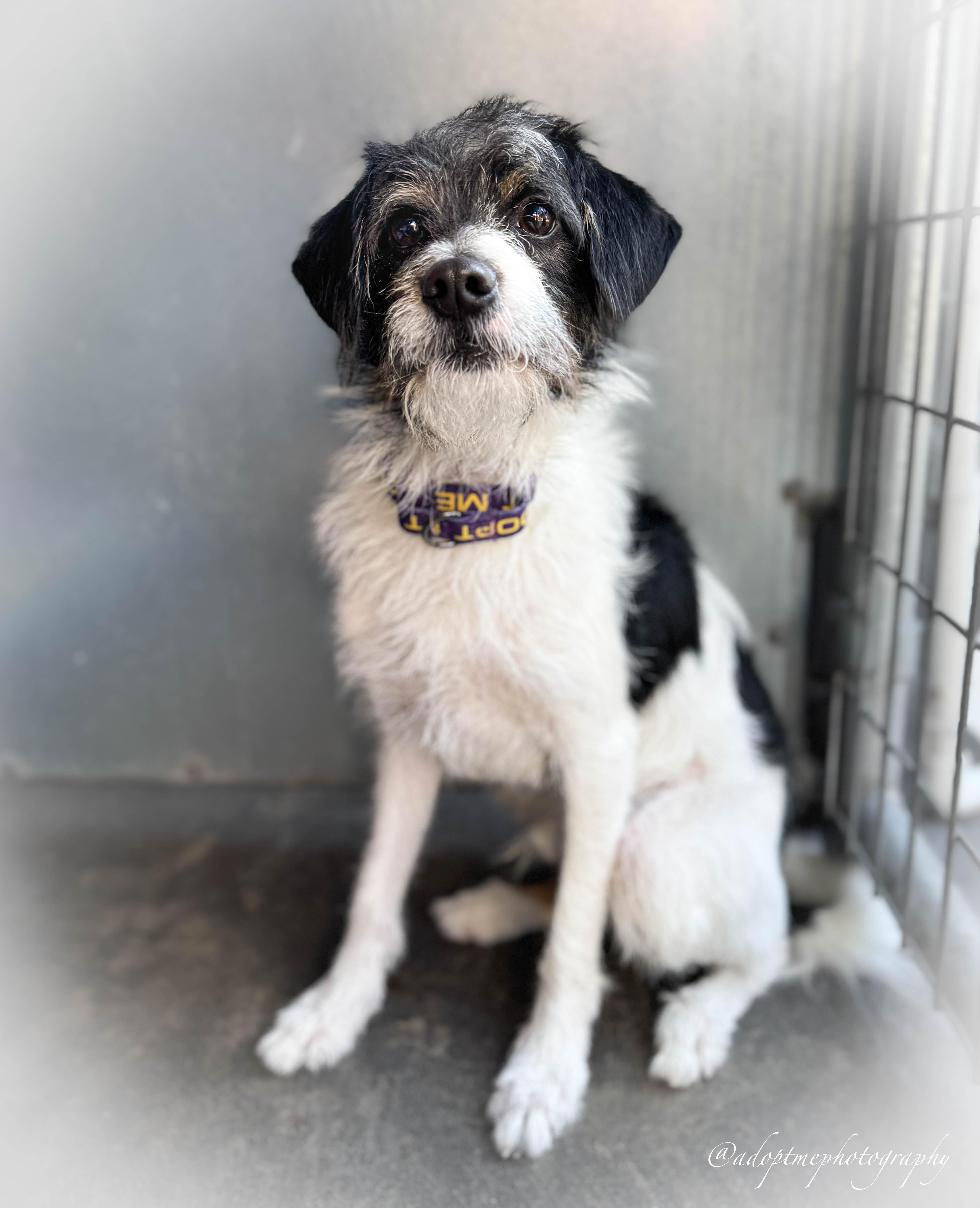 Jimmy, Adoptable, Young Male Shih Tzu & Miniature Poodle.