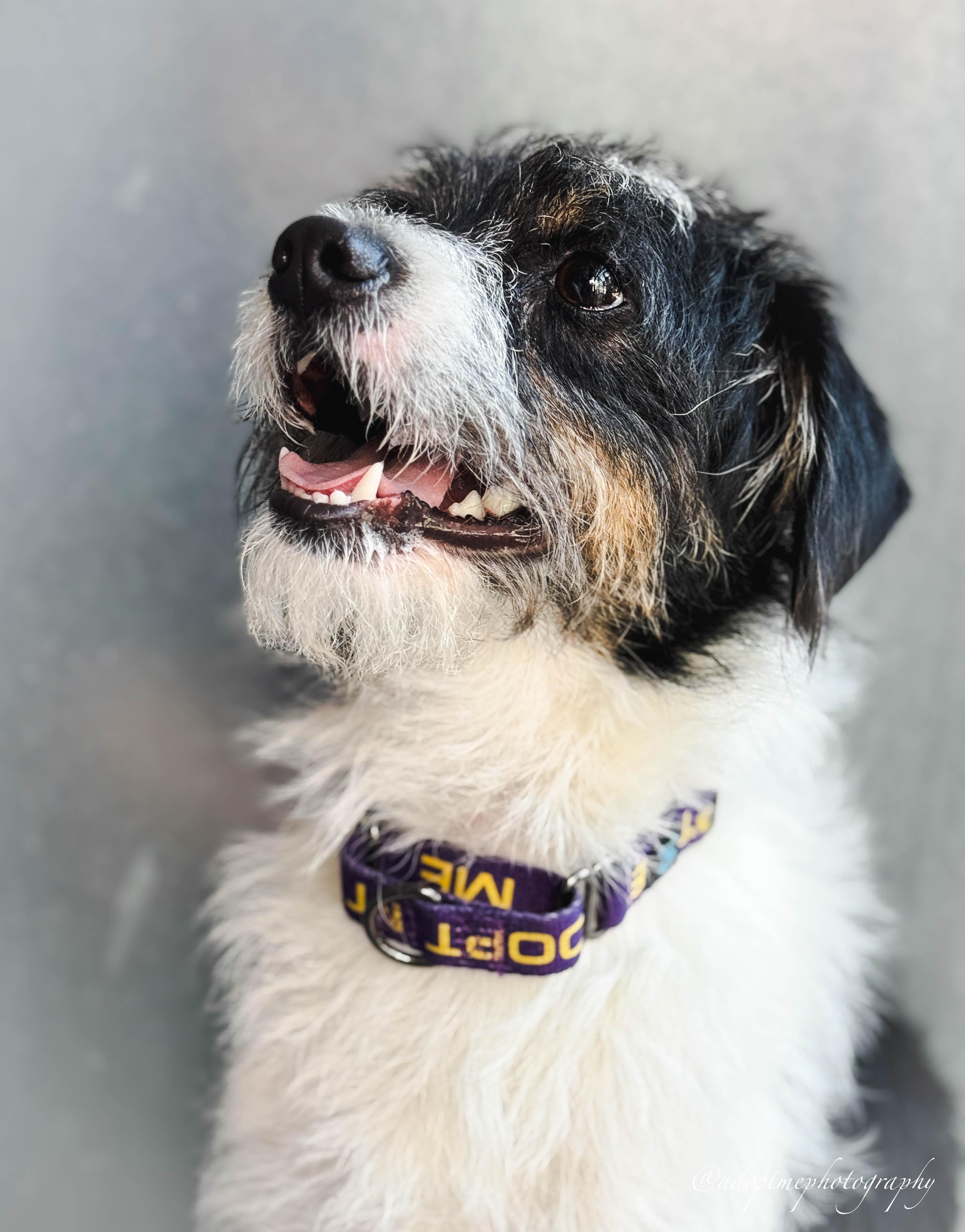 Enlarge Jimmy, a Adoptable mixed breed in San Pedro, CA image 5/6