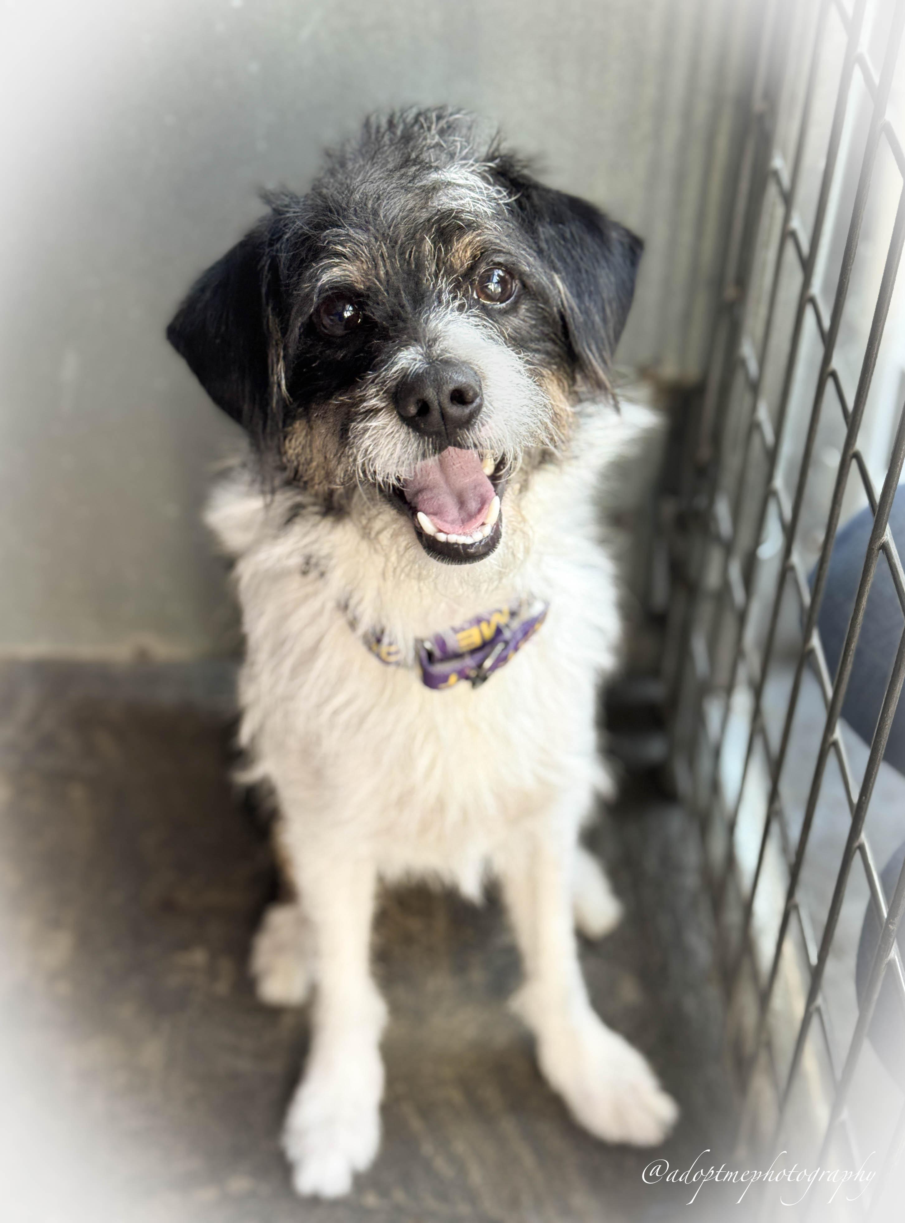 Enlarge Jimmy, a Adoptable mixed breed in San Pedro, CA image 6/6
